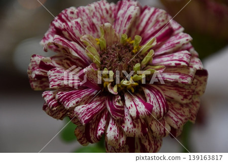 粉紅色的大麗花花 粉紅色的大麗花花 139163817