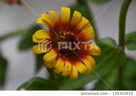 黃色大麗花花 黃色大麗花花 139163819