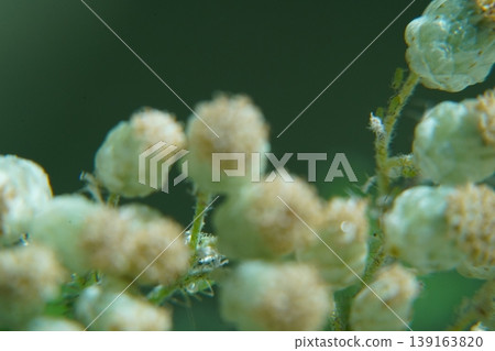 Ambrosia artemisiifolia Ragweed Plant Macro View 139163820