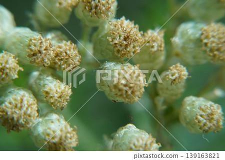 Close Up of Gnaphalium Plant Flower Heads Close Up of Gnaphalium Plant Flower Heads 139163821