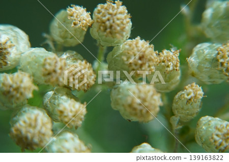 Close up of Ambrosia artemisiifolia common ragweed Close up of Ambrosia artemisiifolia common ragweed 139163822