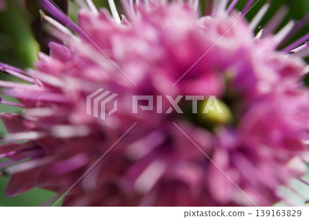 Pink Flower Close Up Blossoming Bloom Floral Pink Flower Close Up Blossoming Bloom Floral 139163829