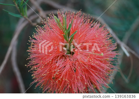 Crimson Bottlebrush Flower Close Up Crimson Bottlebrush Flower Close Up 139163836