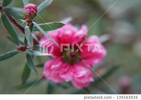 Showy Tea Tree Flowers and Buds Blooming Close Up Showy Tea Tree Flowers and Buds Blooming Close Up 139163838