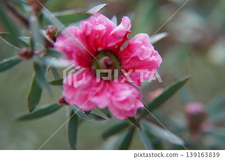 Showy Chamelaucium Flower Close Up Nature Photography 139163839