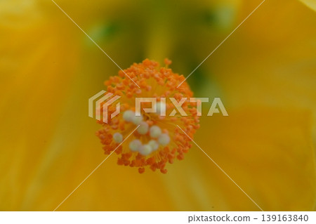 Hibiscus Flower Macro Detail of Pollen and Petals 139163840