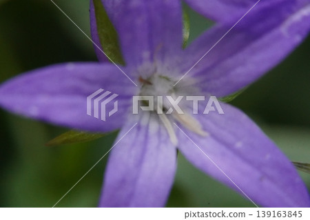 Purple Bellflower Close Up Delicate Floral Macro Purple Bellflower Close Up Delicate Floral Macro 139163845