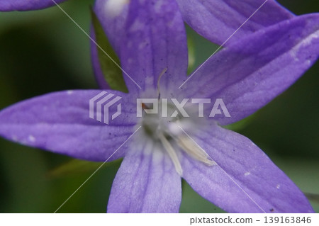 Close up of a Purple Campanula Flower in Bloom Close up of a Purple Campanula Flower in Bloom 139163846