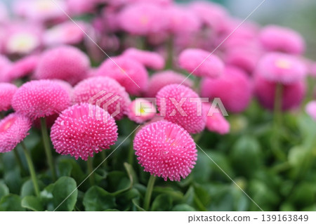 可愛的粉紅色雛菊花 可愛的粉紅色雛菊花 139163849