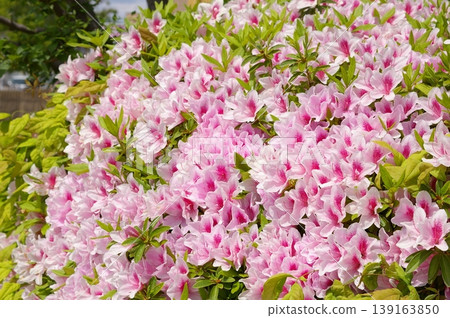 平戶杜鵑花 139163850