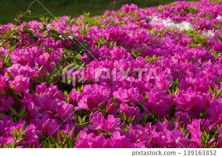 Azaleas in the fresh green season Azaleas in the fresh green season 139163852