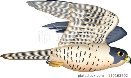 可愛的野生鳥類插圖:飛行中的遊隼,白色背景,單隻鳥,向量格式。 可愛的野生鳥類插圖:飛行中的遊隼,白色背景,單隻鳥,向量格式。 139163892