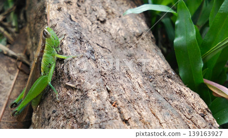 Green Grasshopper Resting on a Dry Leaf in a Natural Garden Habitat Green Grasshopper Resting on a Dry Leaf in a Natural Garden Habitat 139163927