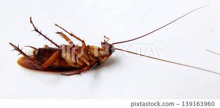 A dead cockroach lay on its back on a white surface. A dead cockroach lay on its back on a white surface. 139163960