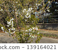 Cherry blossoms along the Hanamigawa River 139164021
