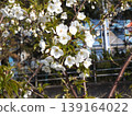 Cherry blossoms along the Hanamigawa River 139164022