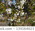 Cherry blossoms at the mouth of the Hanami River 139164023
