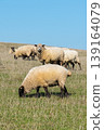 Herd of sheep grazing on pasture 139164079