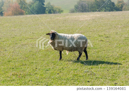 Single sheep standing on pasture Single sheep standing on pasture 139164081