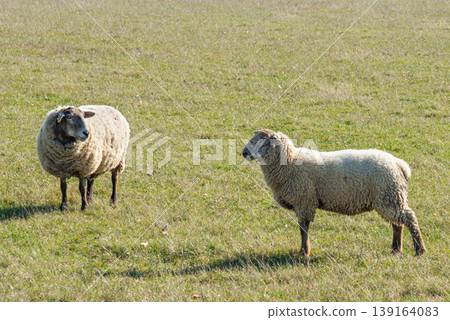 Herd of sheep grazing on pasture 139164083