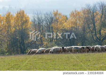 Herd of sheep grazing on pasture 139164084