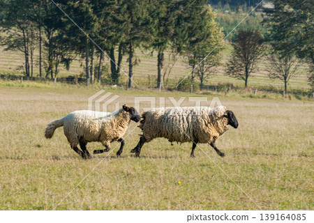 Herd of sheep grazing on pasture 139164085