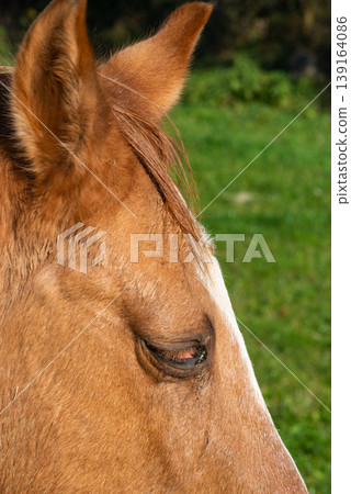 Detail of a brown horse grazing on pasture Detail of a brown horse grazing on pasture 139164086