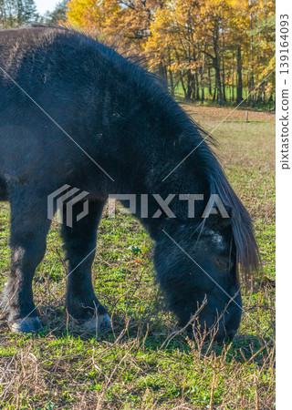 Detail of Shetland pony on pasture Detail of Shetland pony on pasture 139164093