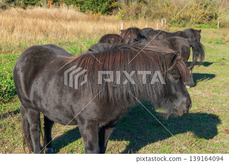 Detail of Shetland pony on pasture Detail of Shetland pony on pasture 139164094