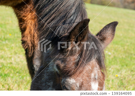 Detail of ears a brown horse grazing on pasture Detail of ears a brown horse grazing on pasture 139164095
