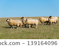 Herd of sheep grazing on pasture 139164096