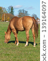 Single horse grazing on a pasture 139164097