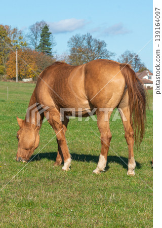 Single horse grazing on a pasture 139164097