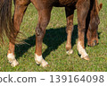 Detail of a brown horse grazing on pasture 139164098