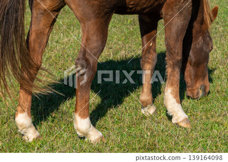 Detail of a brown horse grazing on pasture 139164098