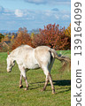 white horse walking on a pasture 139164099