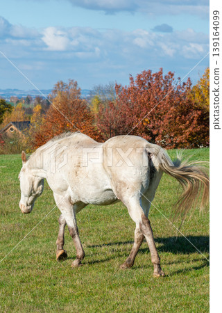 white horse walking on a pasture 139164099