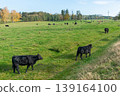 A herd of black cattle on green outdoor pasture 139164100