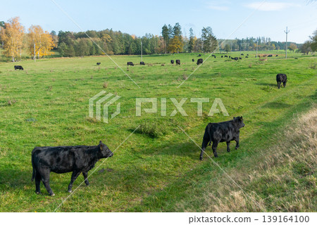 A herd of black cattle on green outdoor pasture 139164100