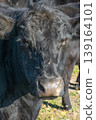 Potrait of black cow on pasture 139164101
