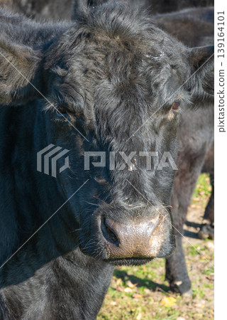 Potrait of black cow on pasture 139164101