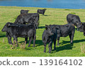 A herd of black cattle on green outdoor pasture 139164102