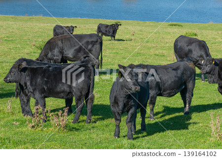 A herd of black cattle on green outdoor pasture 139164102