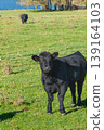 Single black meat cattle grazing on pasture 139164103