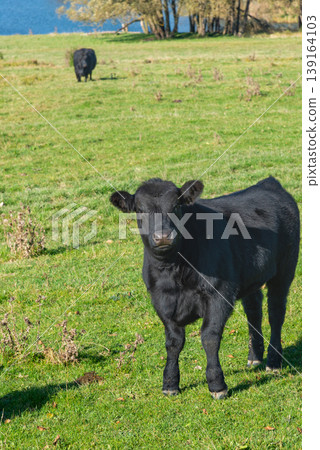 Single black meat cattle grazing on pasture 139164103