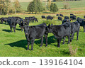 A herd of black cattle on green outdoor pasture 139164104