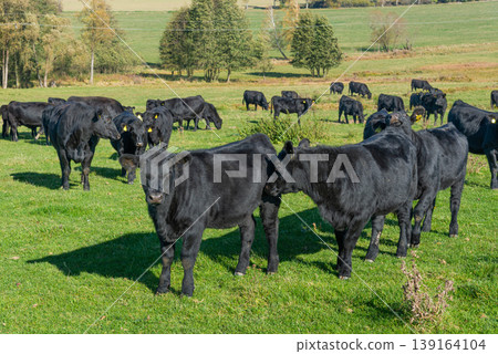 A herd of black cattle on green outdoor pasture 139164104