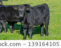 Potrait of black cow on pasture 139164105