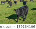 A herd of black cattle on green outdoor pasture 139164106