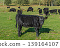 A herd of black cattle on green outdoor pasture 139164107
